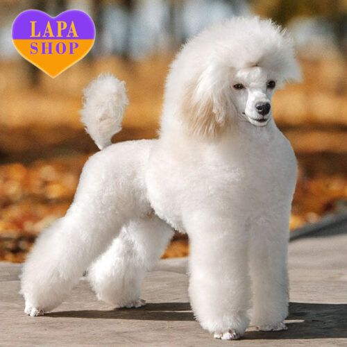 Милый щенок породы тот пудель нежного окраса