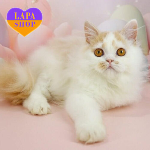 Vermut is a Cute Selkirk Rex Kitten