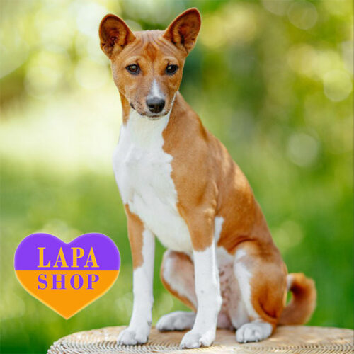 Рудо-біла красуня породи басенджі Xena