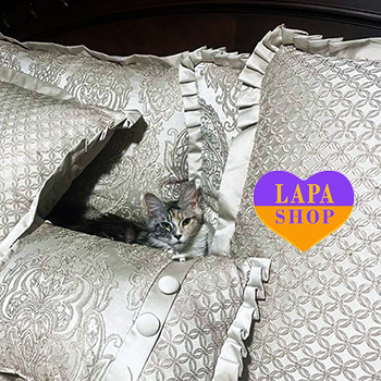 The Lapa Universe zobrazhennya viber 2023 01 23 13 06 58 069