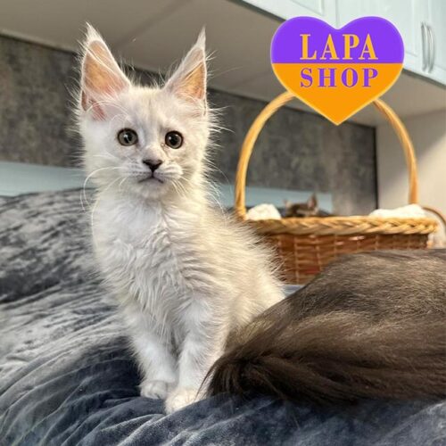 Maine Coon Kitty in a Silver Fur Coat — For Breeding