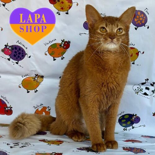 Чарівна кішечка породи сомалі Аліса — ваша майбутня улюблениця