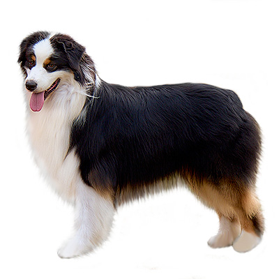 Австралійська вівчарка (Ауссі)