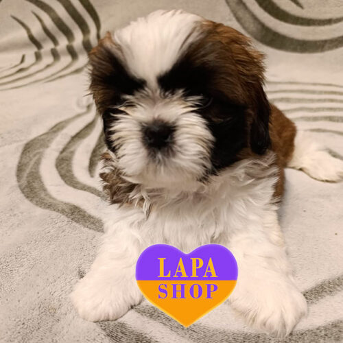 Baby Butterfly, a beautiful Shih Tzu breed