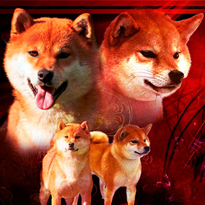 Shiba Inu Linda Girl is Your Future Pet batky shyby