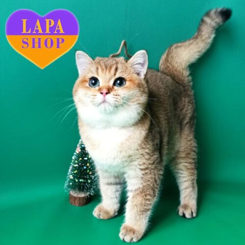 Очень ласковый золотой британский котенок Uliyan