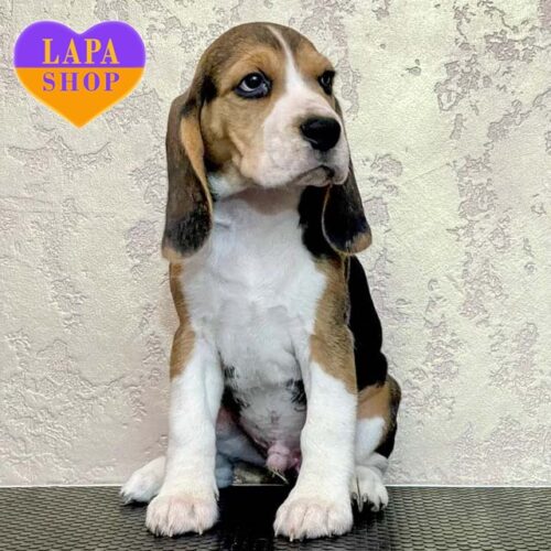 Щенок Captain Morgan - милый бигль с добрым сердцем