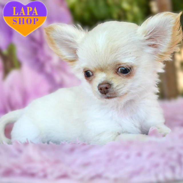 Chihuahua-krem-02