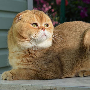 Золотистый шотландский длинношерстный котик Агѕеn dadarsen