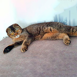 Очень контактный мраморный шотландский котик Dotyk dar mama