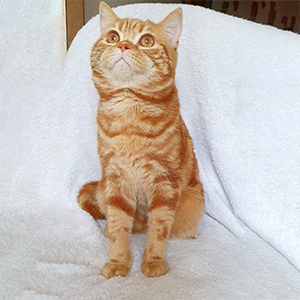 Очень контактный мраморный шотландский котик Dotyk dar papa