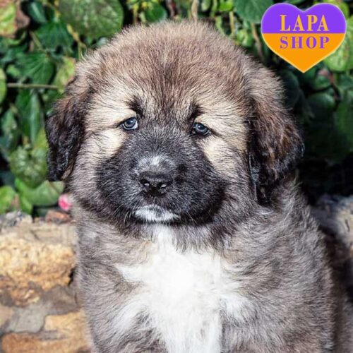 Blue Caucasian Shepherd Puppy Cute Caucasian Shepherd Puppya Small - Main Image