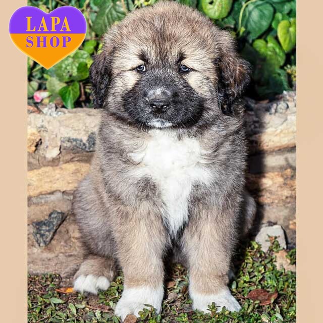 Caucasian Shepherd German Shepherd X Puppies Russian Bear