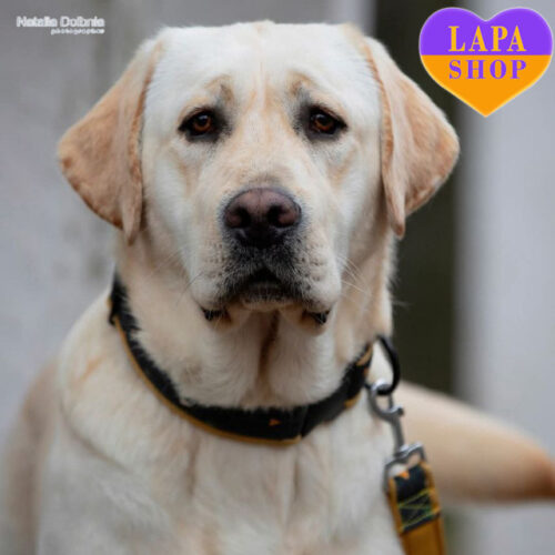 Палевий хлопчик Гетсбі породи лабрадор-ретривер