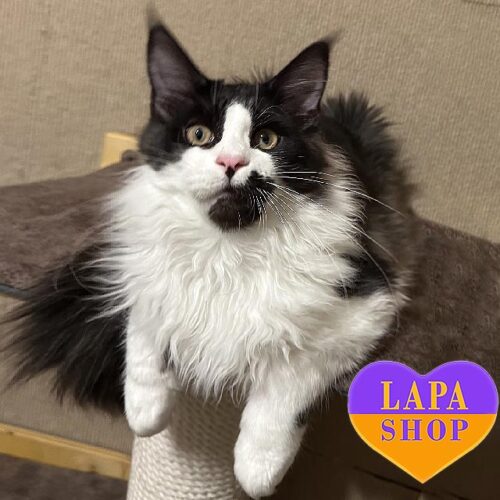 Милый котенок породы мейн-кун Джентльмен — ваш будущий любимец