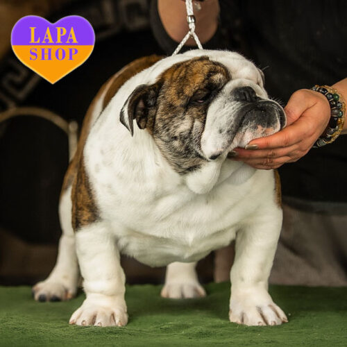 Мальчик породы английский бульдог Хьюго Босс