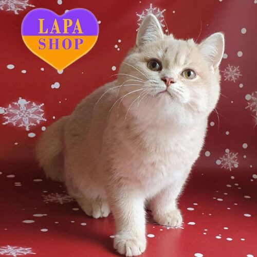 Британский котенок в золотой шубке Ice-Cream