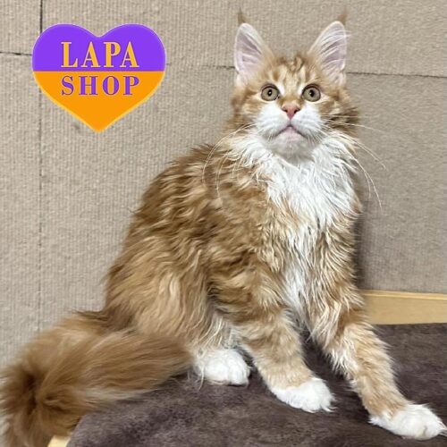 Красавица породы мейн-кун Iris