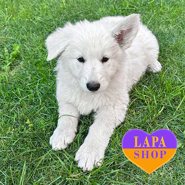 Isabella — красуня породи біла швейцарська вівчарка