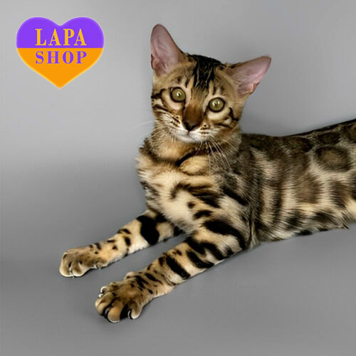 Бенгальська красуня Juliet