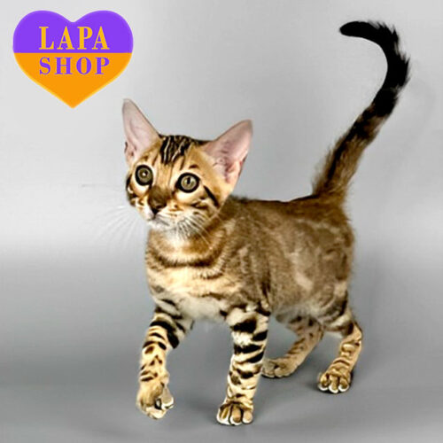 Чарівна бенгальська кішечка Кallie