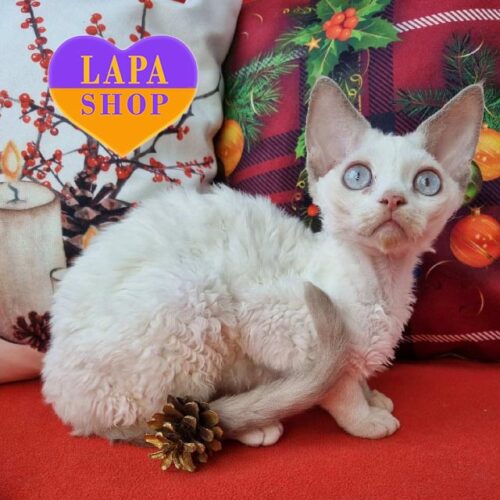 Очаровательный котик девон-рекс Lime