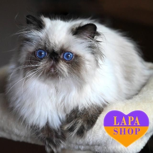 Persian Blue-eyed Beauty Lotty