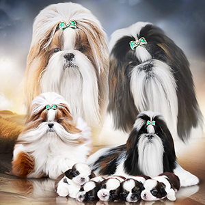 Unreal — милый мальчик породы ши-тцу maira par