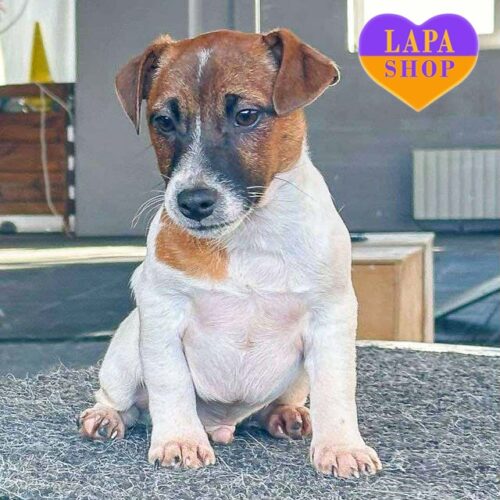 Красавчик Марвел породы джек-рассел-терьер