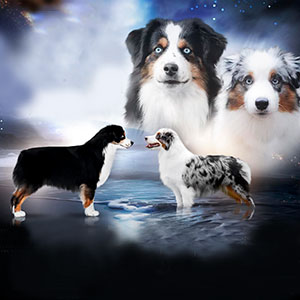 Adorable Miniature American Shepherd Puppy Kevin masmomndad