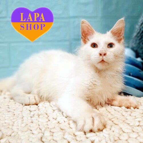 Мейн-кун Метью — комунікабельний котик з різнокольоровим очима, який любить масаж