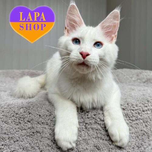 Ice is a Luxurious Blue-eyed Maine Coon Kitten in a Snow-White Fur Coat