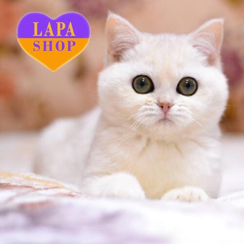 Nika — милая британская кошечка в серебристой шубке