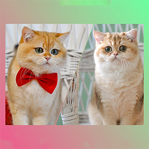 Котенок британской породы Ornella olina par