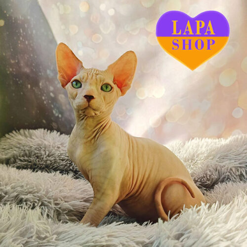 Mysterious Canadian Sphynx Cat Orion