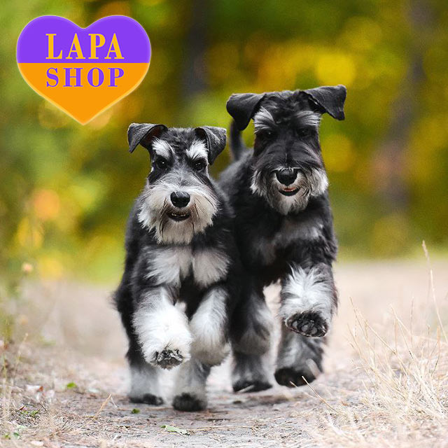 Schnauzer Breeder Lone Star Schnauzer Miniature Schnoodle Puppies