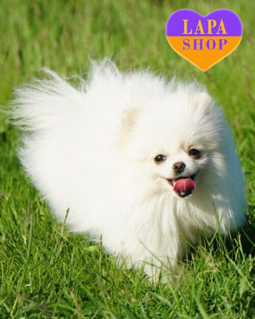 померанський шпіц білого забарвлення