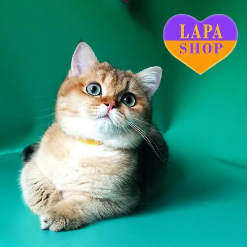 Очаровательный британский котенок в золотой шубке Устин