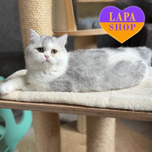 Scottish Beauty Wilma