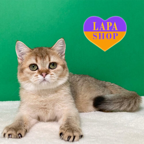 Красуня шотландської породи Ягодка з зеленими очима