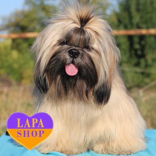 Титуловинй ши-тцу Yaroslav Mudriy