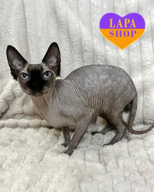 чорний канадський сфінкс