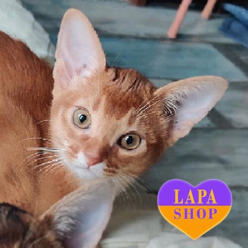 Очаровательная абиссинская кошечка окрасом соррель