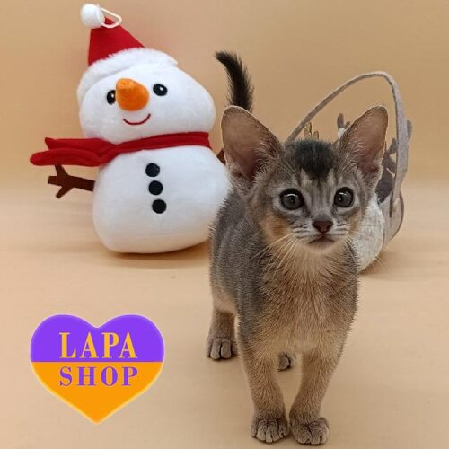 Абиссинский красавчик в голубой шубке Rhaegar