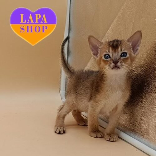 Очаровательный абиссинский котенок Rick