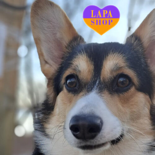 Трехцветная девочка породы вельш корги пемброк Agata Wings My Soul