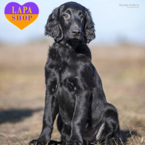 Мила красуня породи прямошерстий ретривер Allegra