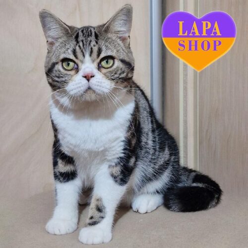 Милый американский короткошерстный котенок