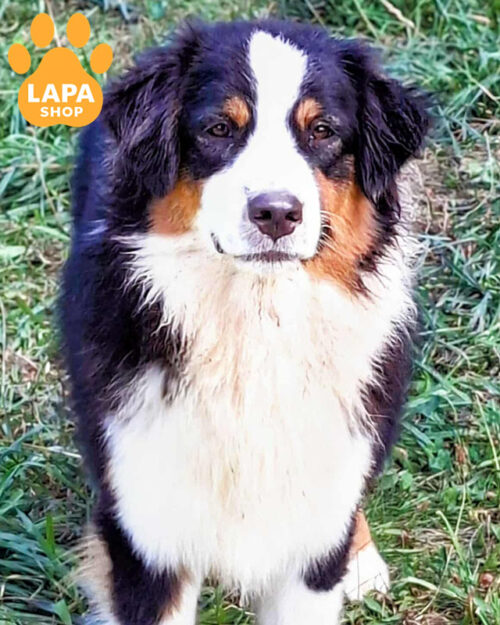 триколорний ауссі