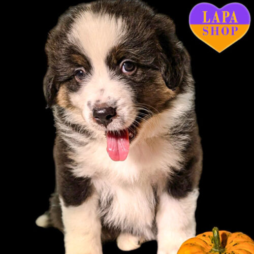 Триколорная девочка породы австралийская овчарка ищет любящую семью